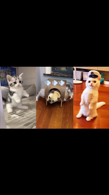 Baby Cats - Cute Cats Funny Videos Compilations #2 #shorts