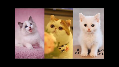 Cute Cat And Love - How They Are The Same