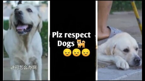 DOG SAVE BLIND MEN