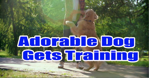 Adorable Dog Training