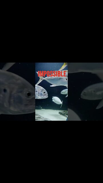 Nitrates are NOT toxic! TRUTH about Nitrates and Nitrogen Cycle in your Aquarium