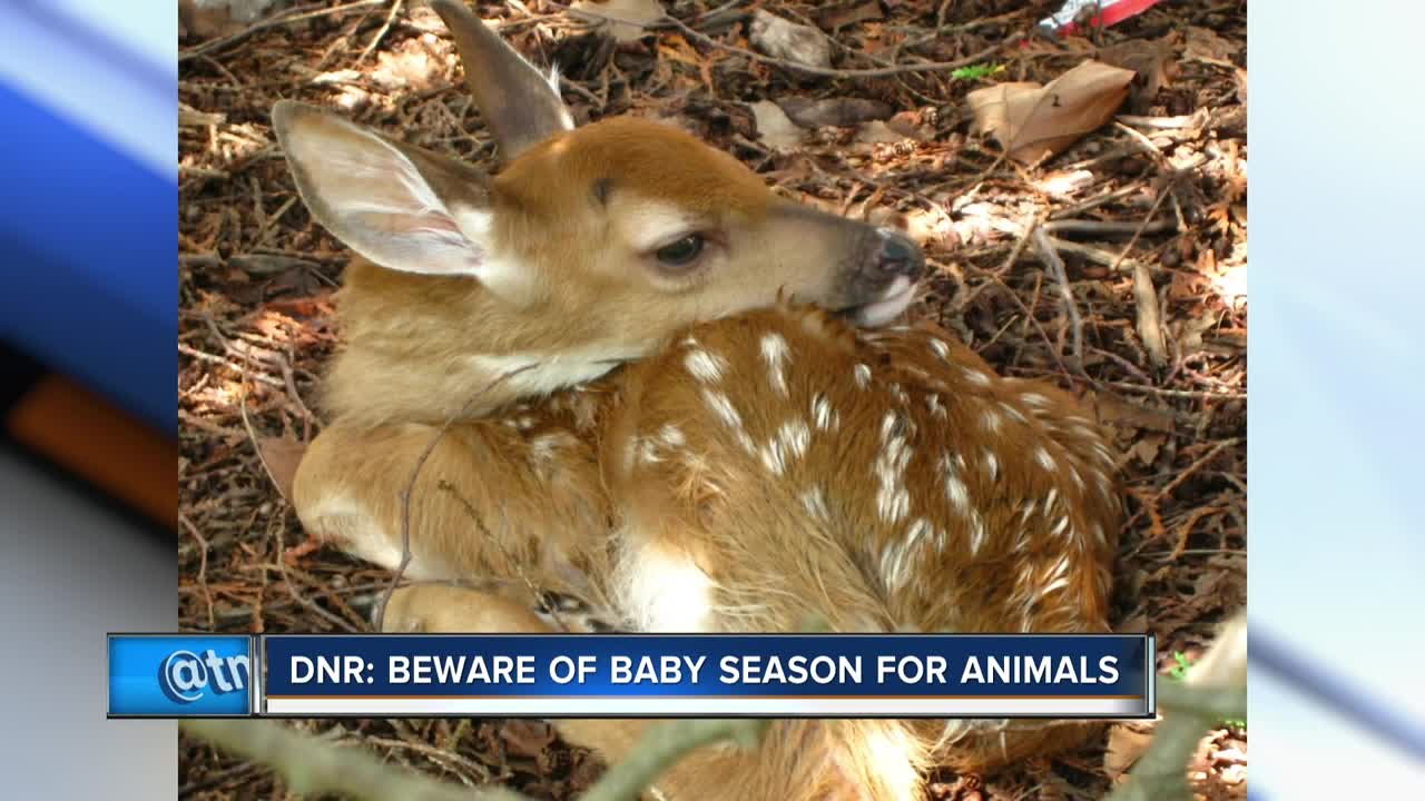 DNR: If you see a baby animal alone, don't worry mom is nearby