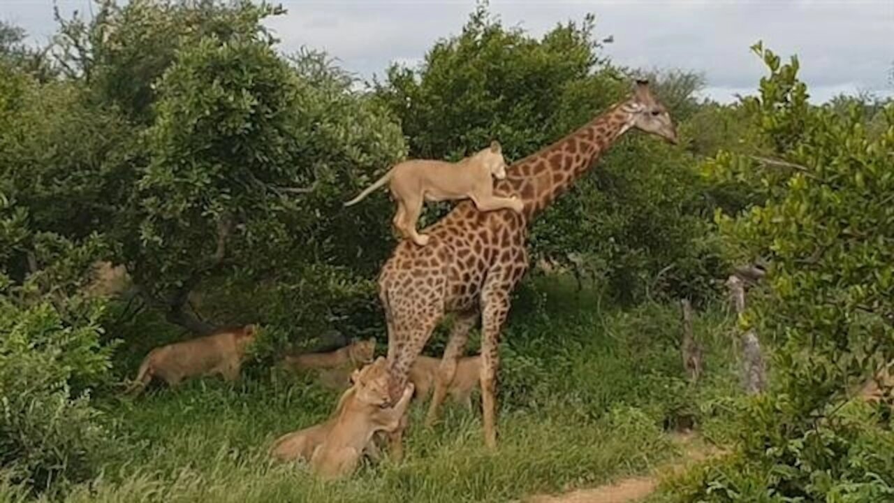 Lion vs giraffe