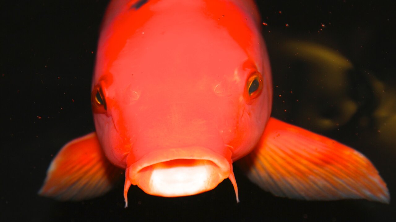 Various colors of koi fish that are very super beautiful