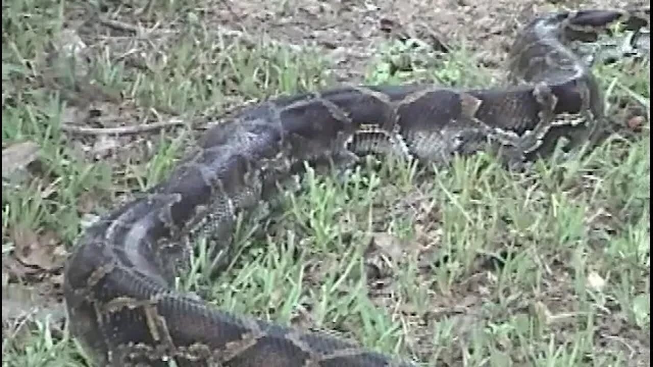 Giant Snake crawls into yard in Central Florida