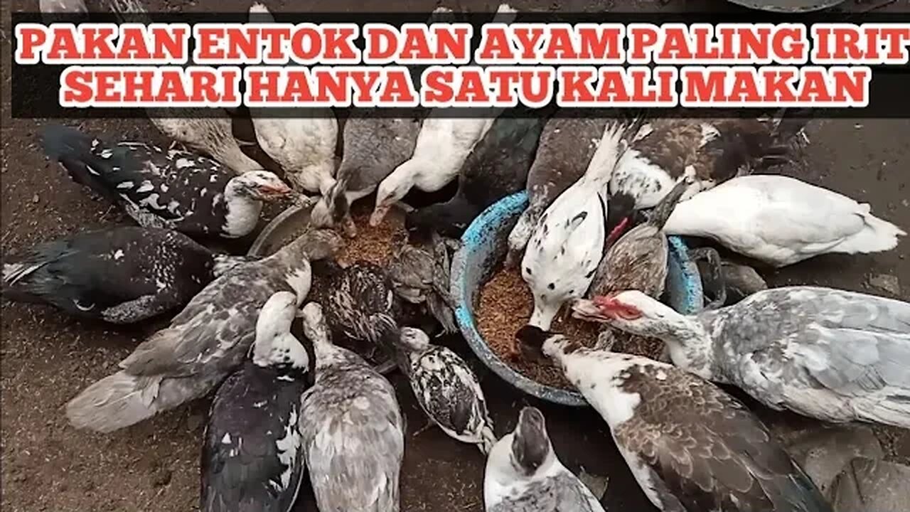 PAKAN ENTOK&AYAM PALING IRIT [SEHARI 1X MAKAN]