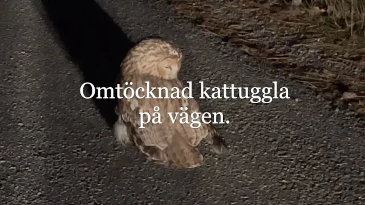 Kattuggla på vägen