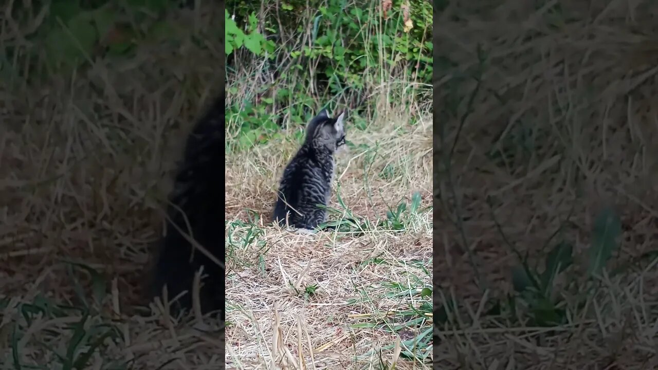 Tail Chasing With Tiny Tabby Tiger