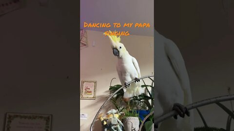 Peaches getting down! 😂 #cutepets #shorts #parrot #cockatoo #livemusic