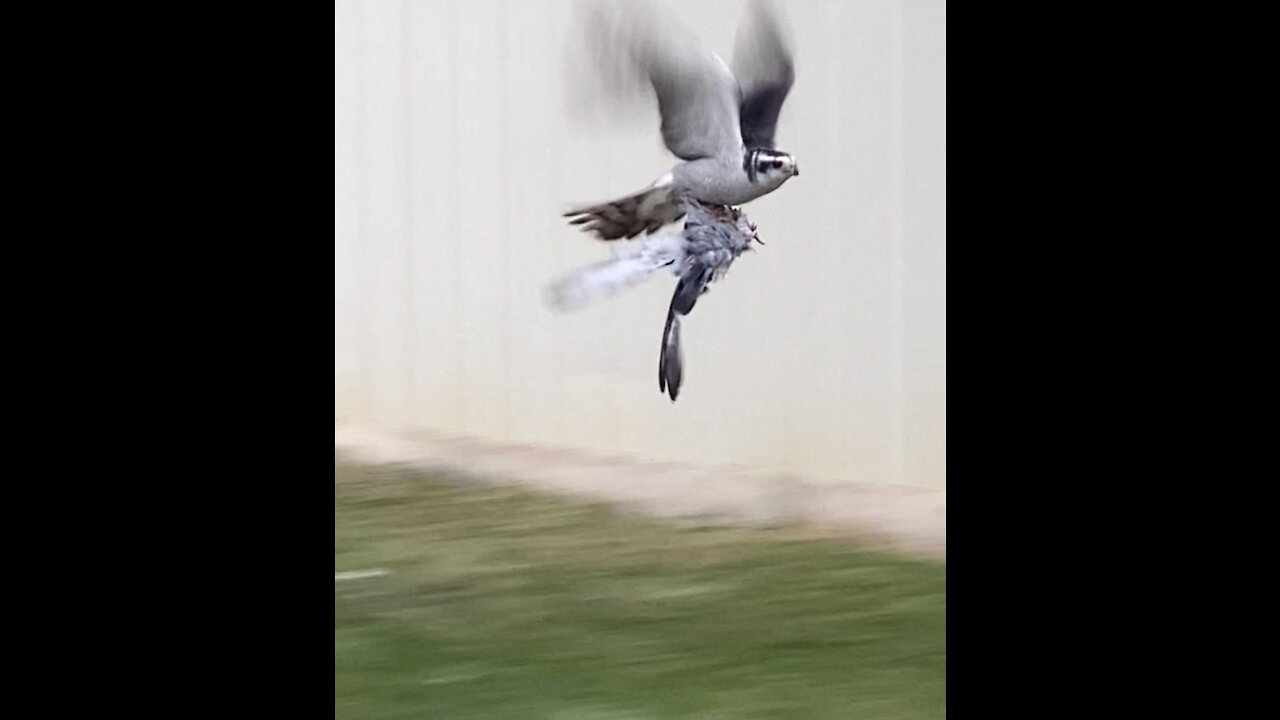 Osprey grabs another bird in flight and lands next to me, watch what happens next!