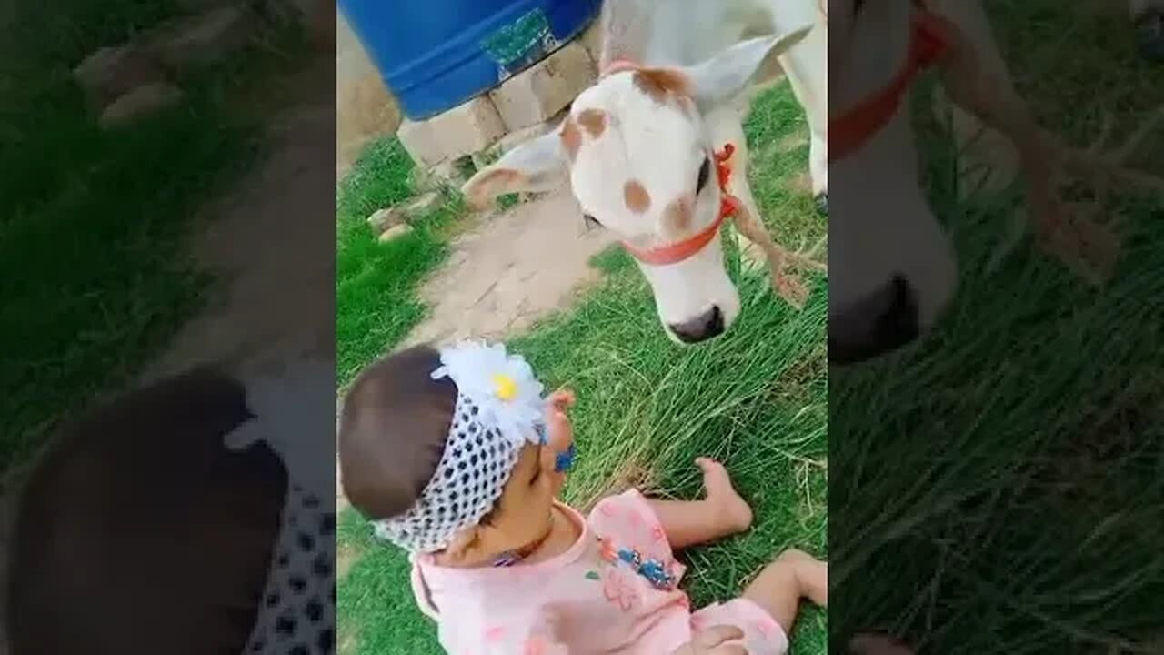 cute little baby happy with cow. #cutrgirl #baby #cow