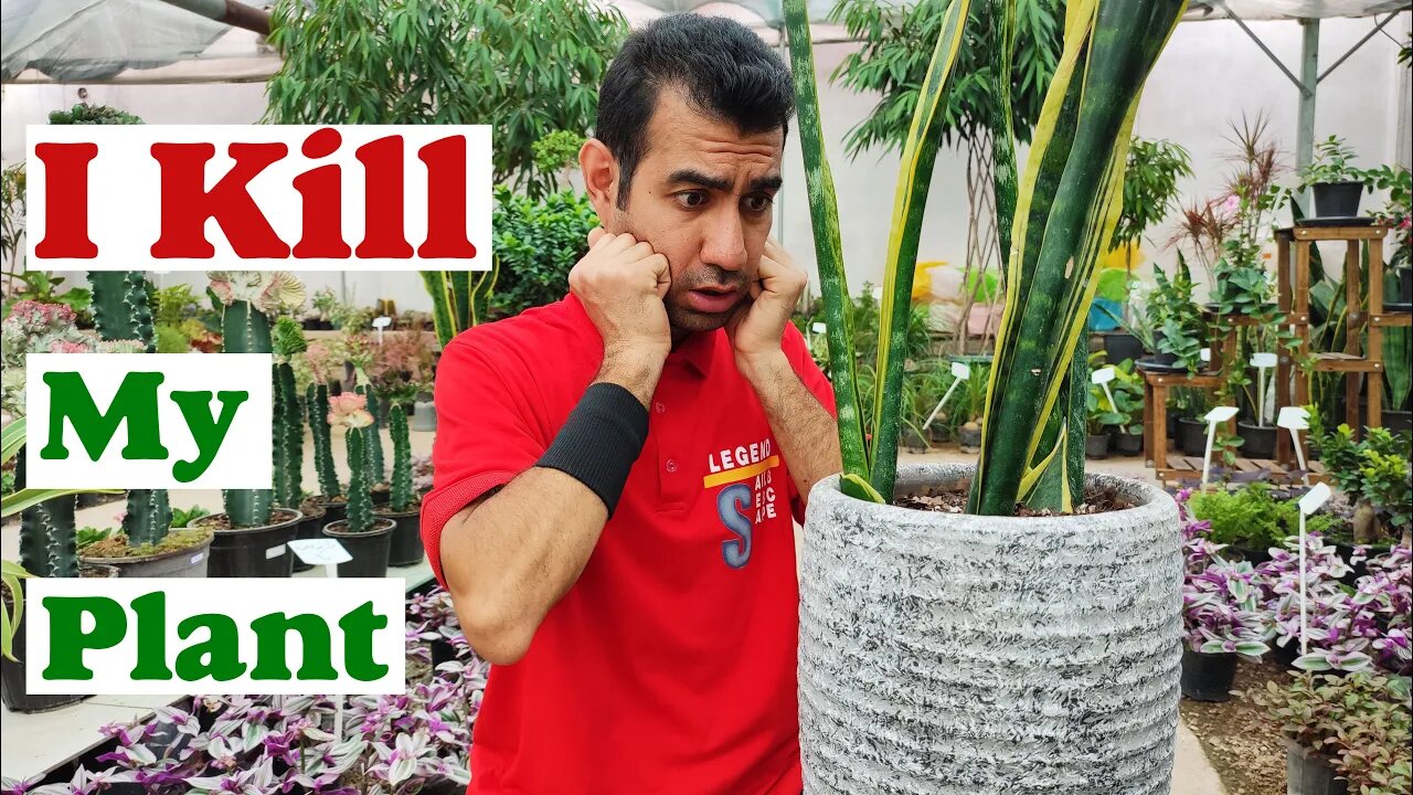 2 fatal mistakes you should never do to your plants | दो इमस्नेक प्लांट केयर टिप्स