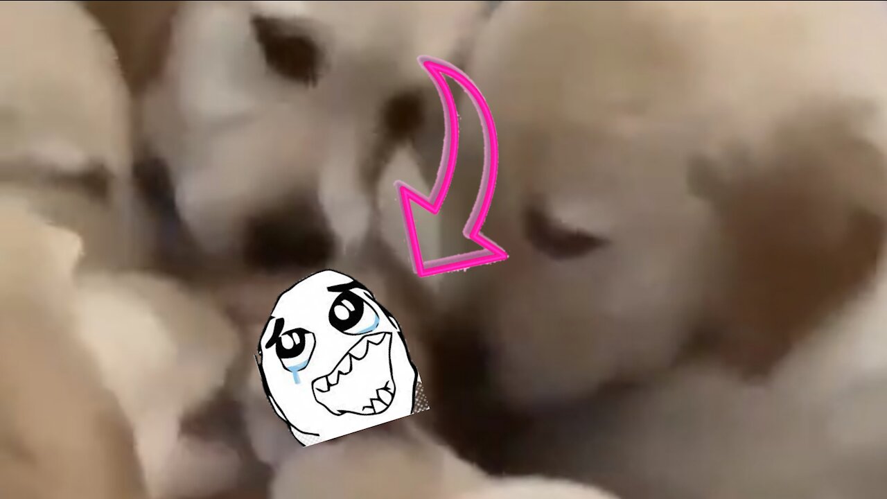 Puppy Attack 😃🐶
