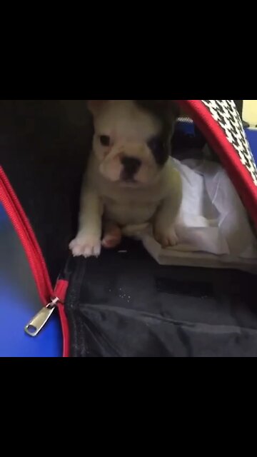 Shy Frenchie puppy refuses to come out of her carrier lol