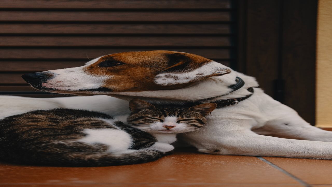 Funny cat playing with dog