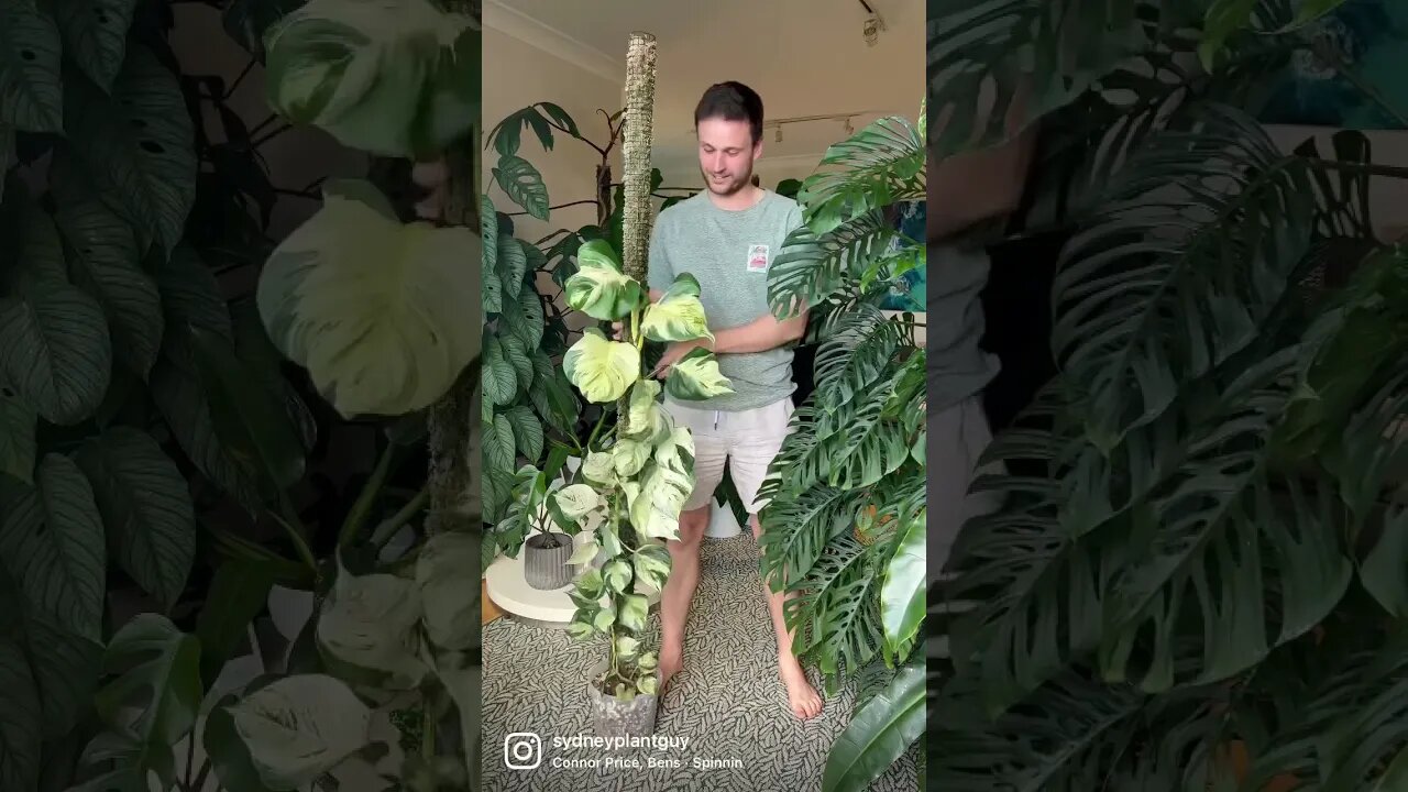 Did you know that a Moss Pole can also be used as a flute if constructed correctly ? #manjulapothos