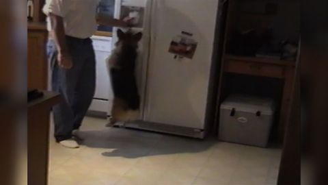 Corgi Loves The Ice Machine