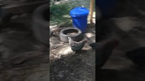 Young chick runs around with a piece of shrimp.