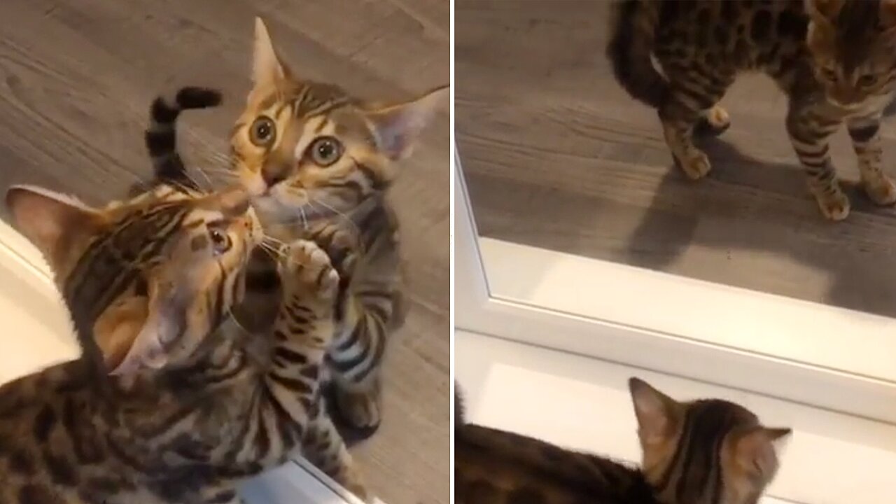 Kitten Sees Her Reflection In The Mirror For The First Time