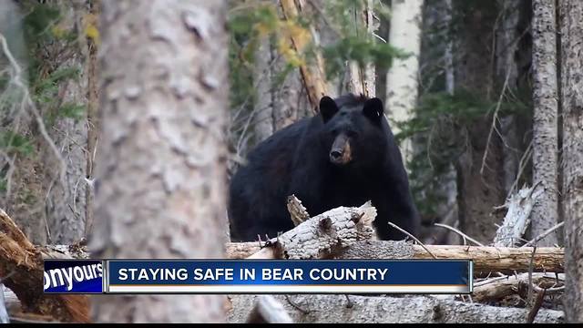 Staying safe in bear country