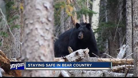 Staying safe in bear country