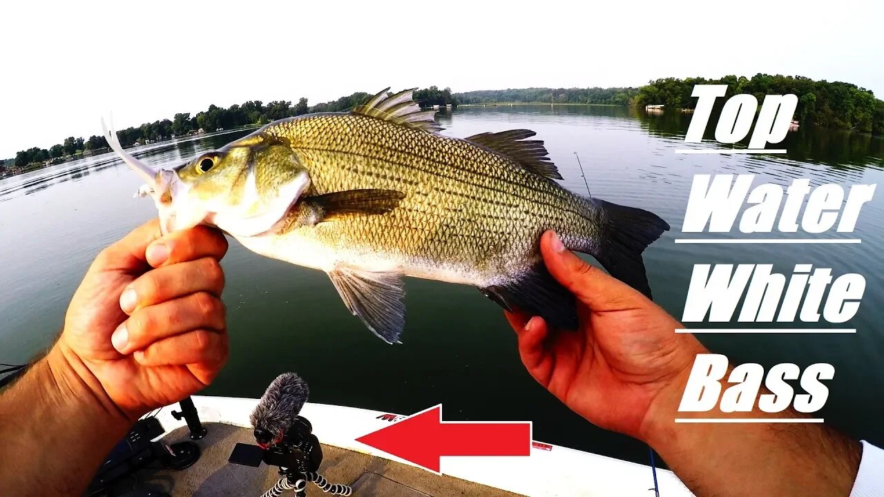 My FIRST time Fishing for this?! (WHITE BASS BlOW UPS) Day 27 of 30 Day challenge