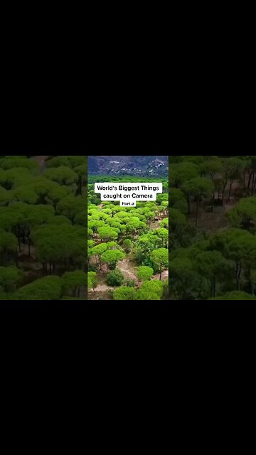 The Largest Snake ever caught on camera 🐍