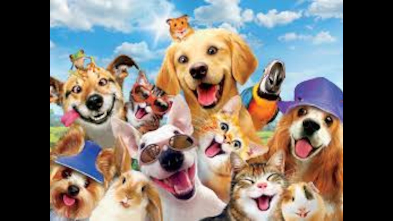 Cute and funny cat and dog videos, fun animals