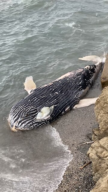 Washed Up Whale - Yabanjindakara