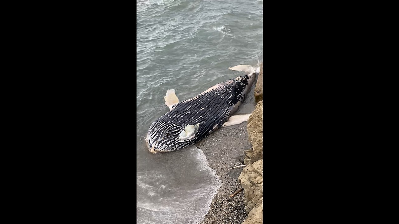 Washed Up Whale - Yabanjindakara