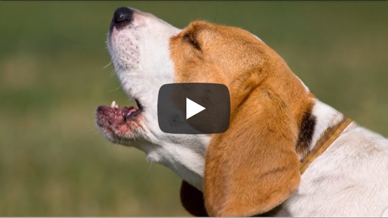 Top 10 Dog Barking vidoe compilation