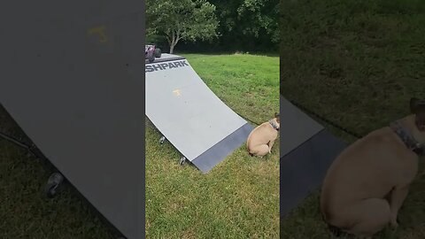 French Bulldog Goes Absolutely Nuts For Rc Truck