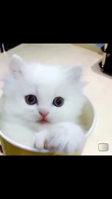 Adorable Kitten In A Cup