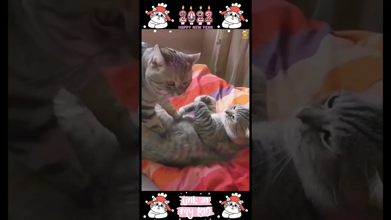 24_😂😹😂 Cute Animals For When You Are Stressed 😂😹😂 (2022)