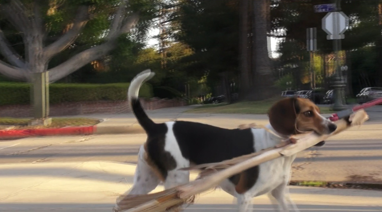 Beagle with a Branch