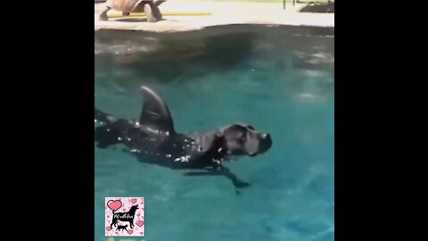 Doggy shark in pool (OLD BUT GOLD)