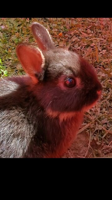 Adorable baby bunnies