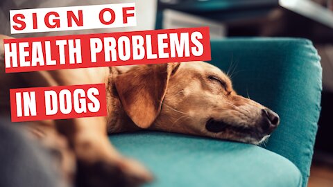 Sign of health problems in dogs