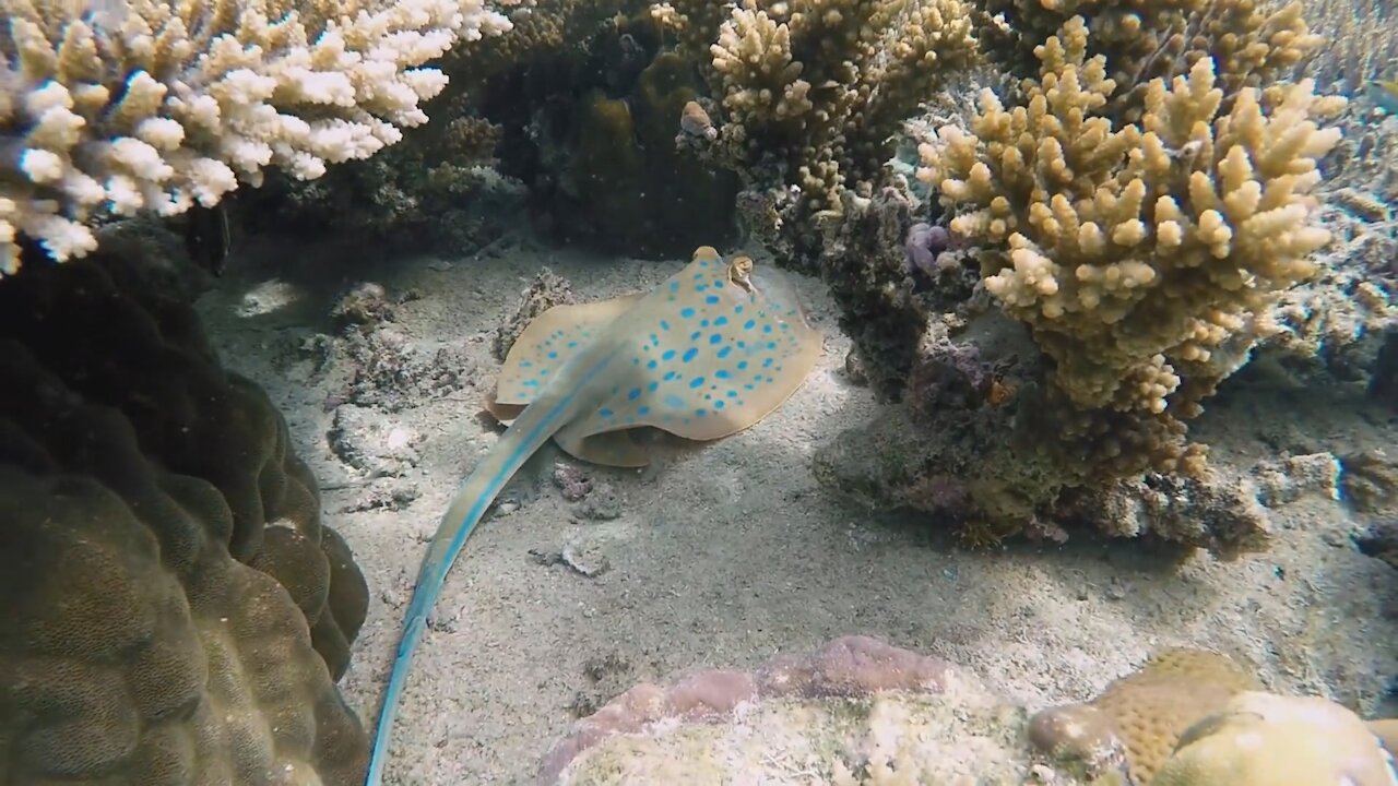 Stingray