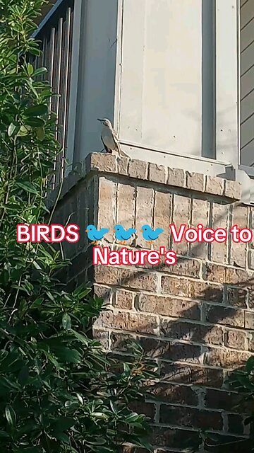 Live|BIRDS signals to Nature|Happy Nature birds voice|Birds Music|trending #USAvlogs