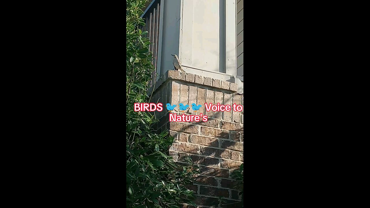 Live|BIRDS signals to Nature|Happy Nature birds voice|Birds Music|trending #USAvlogs