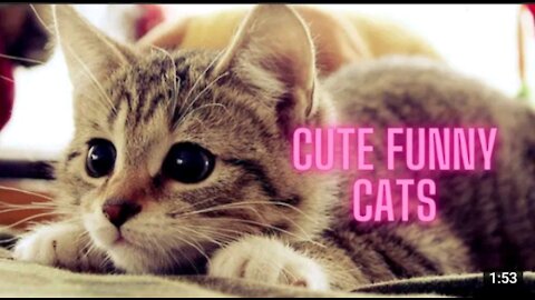 Funny best cat video