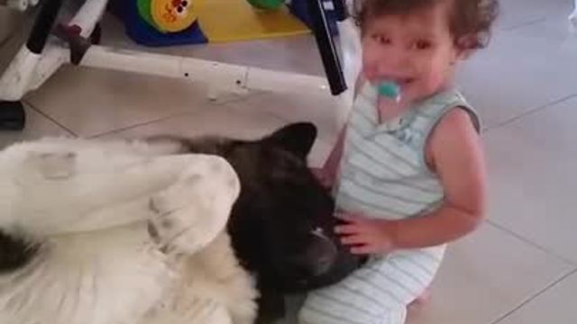 This Affectionate Akita Shares Precious Hugs With Baby