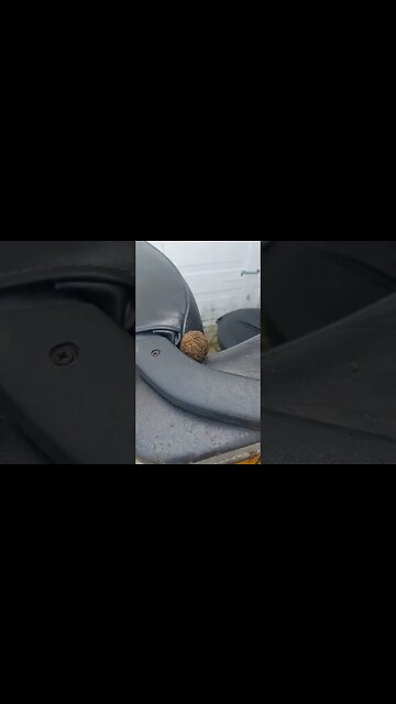 squirrel nutted on my seat