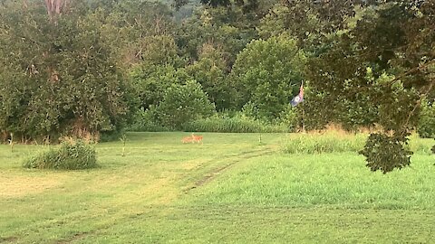 Evening Stroll Doe and Fawn