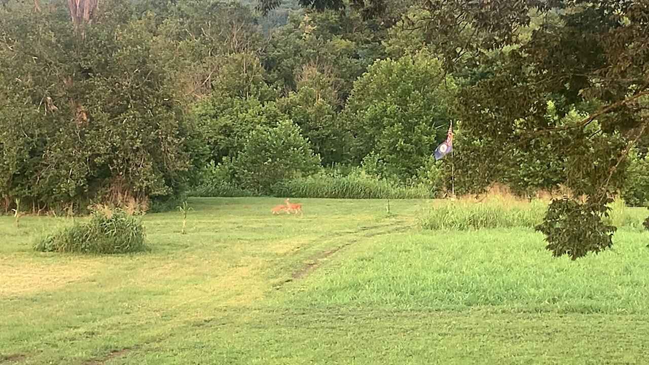 Evening Stroll Doe and Fawn