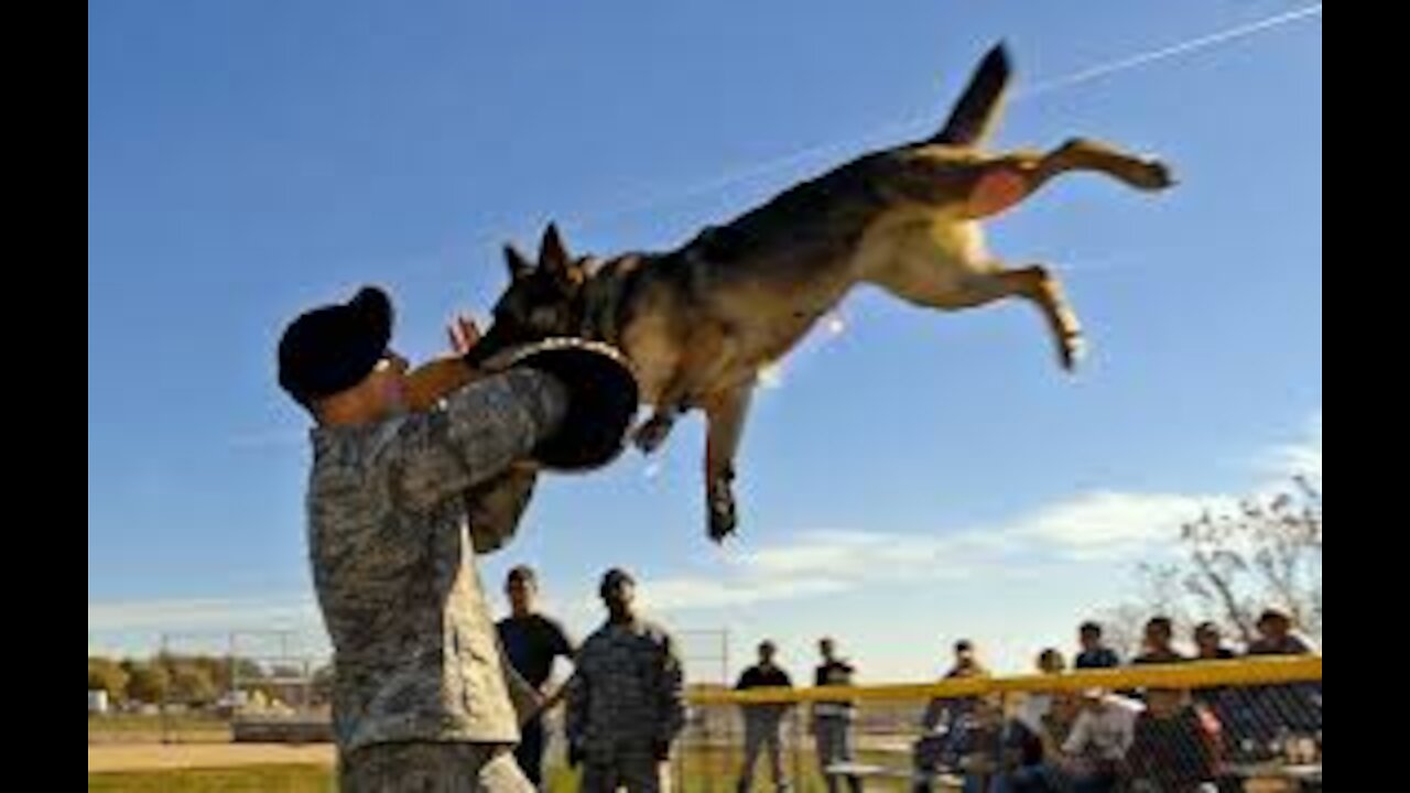 Teaching dogs to guard people and objects