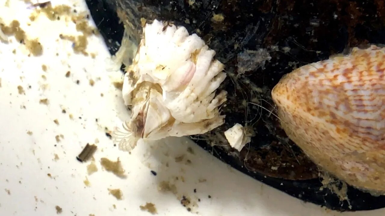 How mussels, clams, crabs and barnacles breathe under water? We caught them and looked into this!