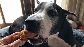 Clever Great Dane Enjoys DIY Chicken Fingers