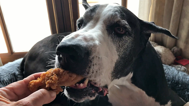 Clever Great Dane Enjoys DIY Chicken Fingers